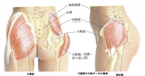 大殿筋