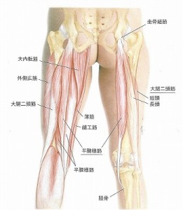 大腿二頭筋 脚背面