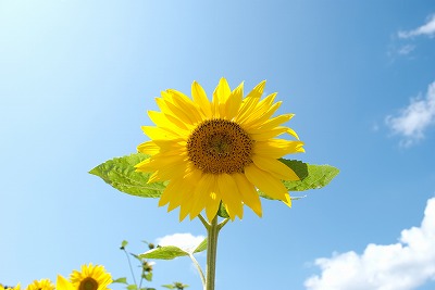 N157_massuguhimawari