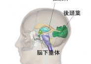脳下垂体と松果体