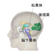 脳下垂体と松果体