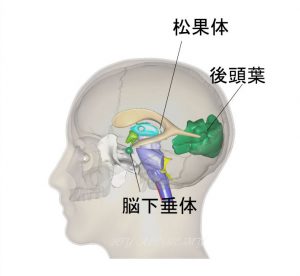 脳下垂体と松果体