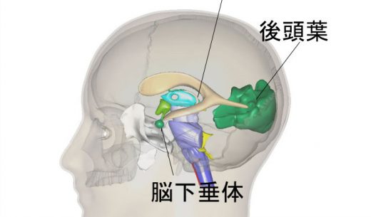 脳下垂体と松果体