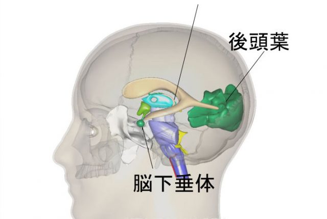 脳下垂体と松果体