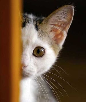 借りてきた猫