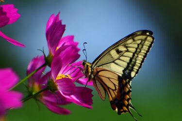 誘い誘われ磁極を整え生命活力の花咲く