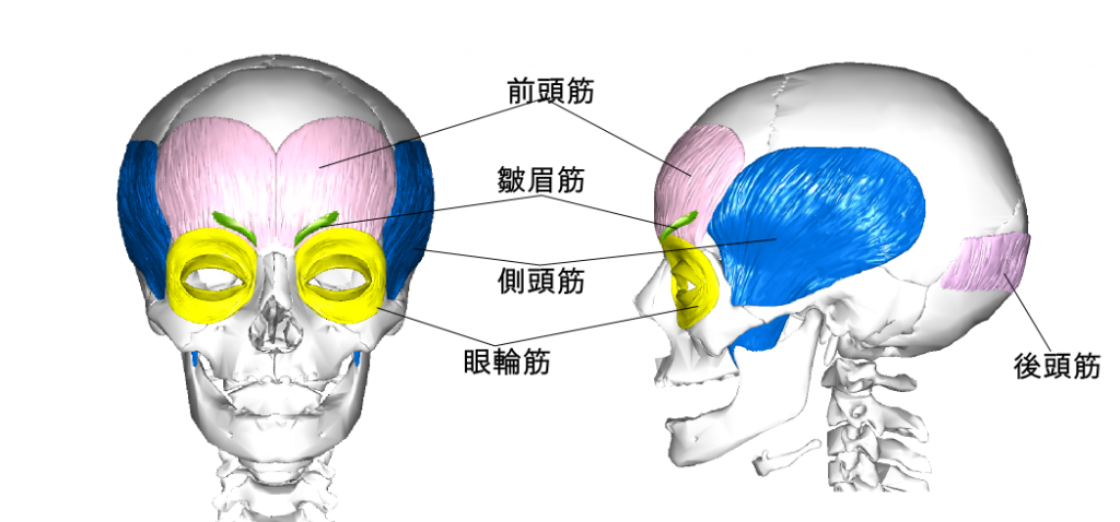 前頭筋名前入り