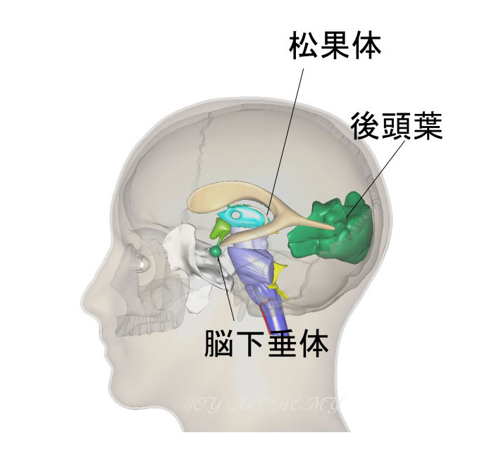 脳室・松果体 (ビジュアル脳神経外科 Anatomy & Surgical Approach 4)